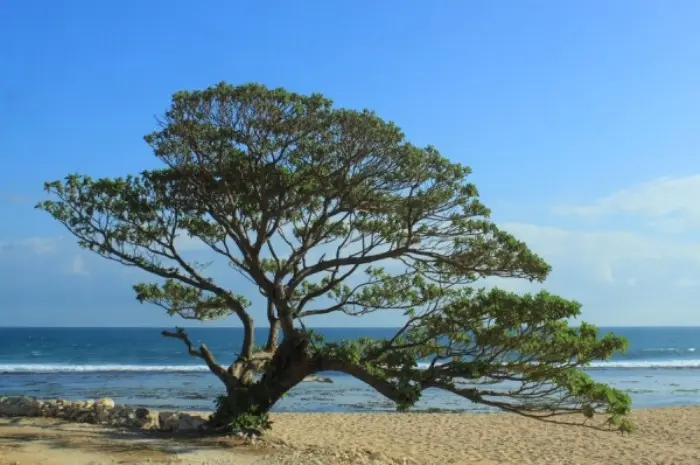 Pantai Pok Tunggal di Gunungkidul